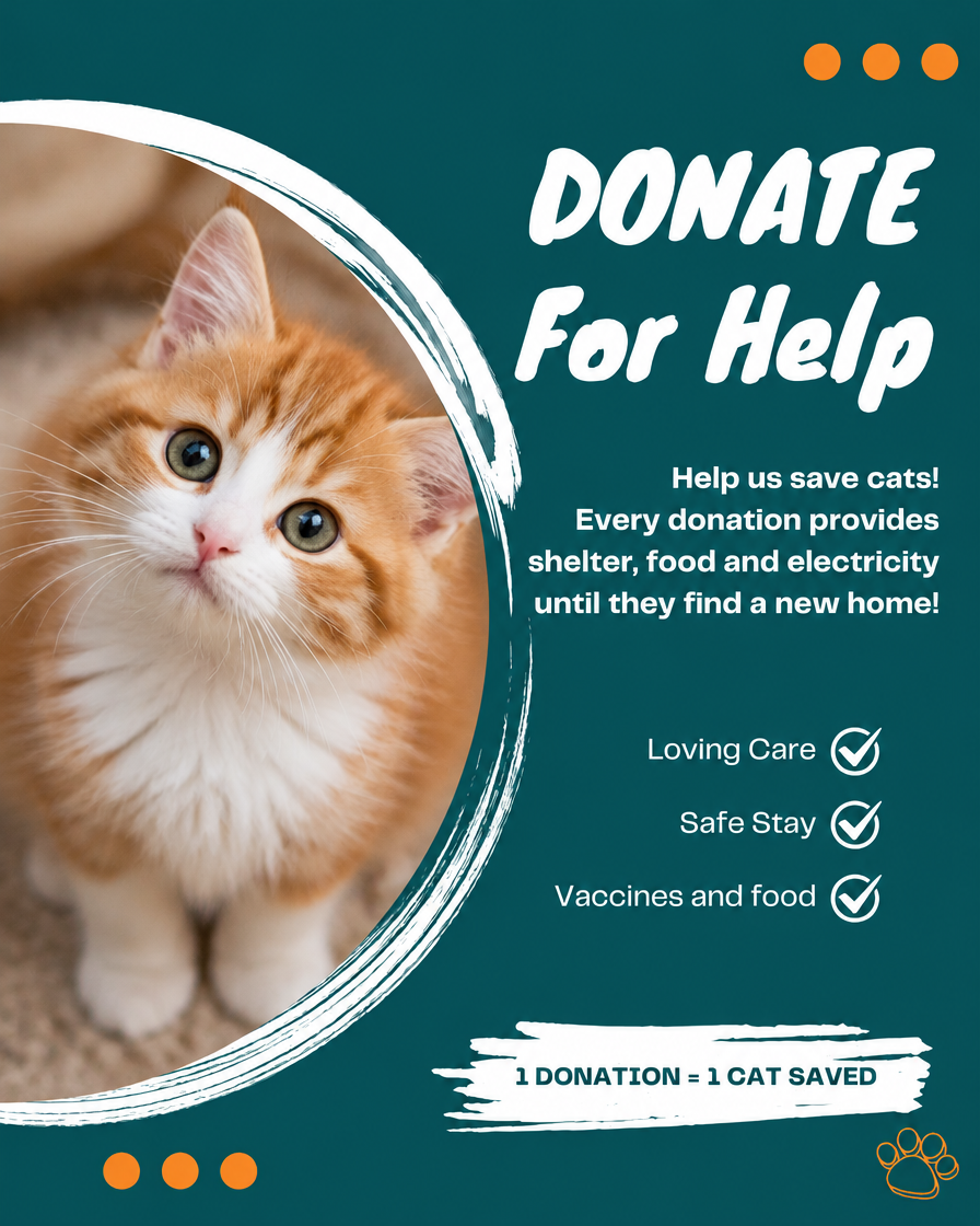 Donate for help — rescue kitten